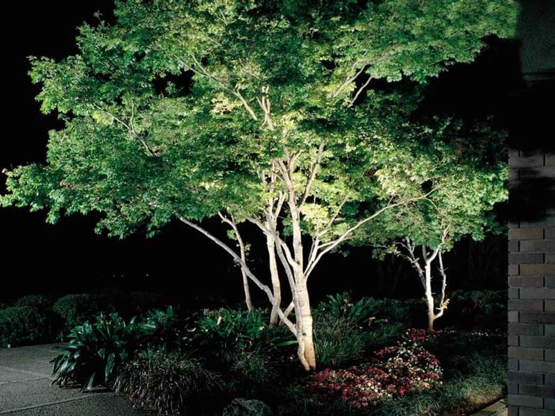 Tree Uplight