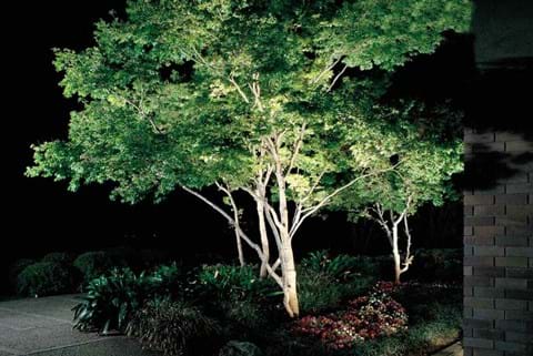Tree Uplight image